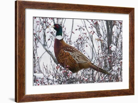 Ring-Necked Pheasant-Ken Archer-Framed Photographic Print