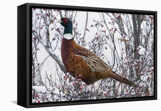 Ring-Necked Pheasant-Ken Archer-Framed Premier Image Canvas