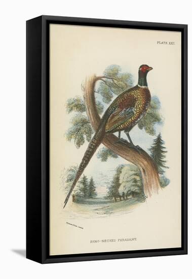 Ring-Necked Pheasant-English School-Framed Premier Image Canvas