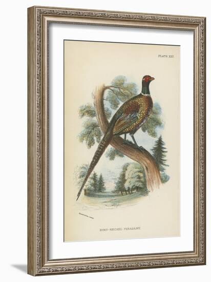 Ring-Necked Pheasant-English School-Framed Giclee Print