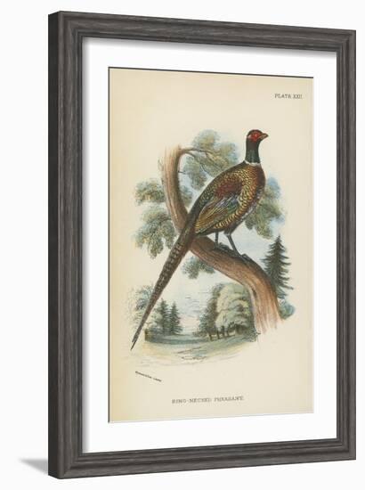 Ring-Necked Pheasant-English School-Framed Giclee Print