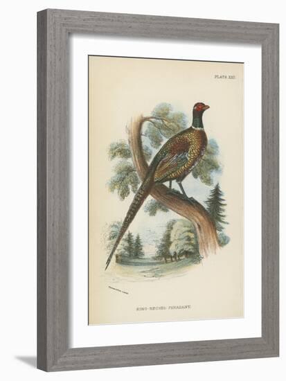 Ring-Necked Pheasant-English School-Framed Giclee Print