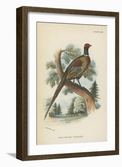 Ring-Necked Pheasant-English School-Framed Giclee Print