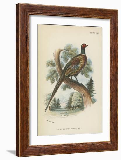 Ring-Necked Pheasant-English School-Framed Giclee Print