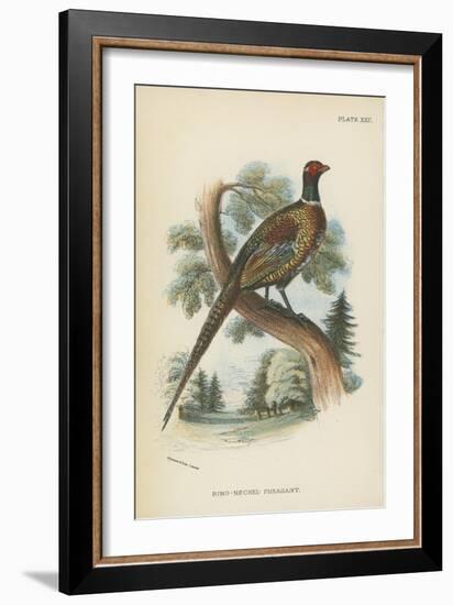 Ring-Necked Pheasant-English School-Framed Giclee Print