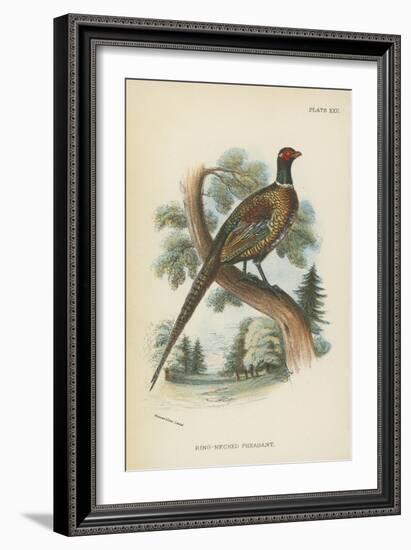 Ring-Necked Pheasant-English School-Framed Giclee Print