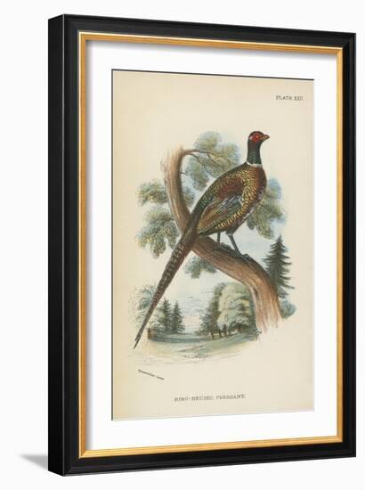 Ring-Necked Pheasant-English School-Framed Giclee Print