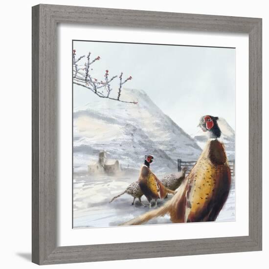 Ring Necked Pheasant-Clare Davis London-Framed Giclee Print