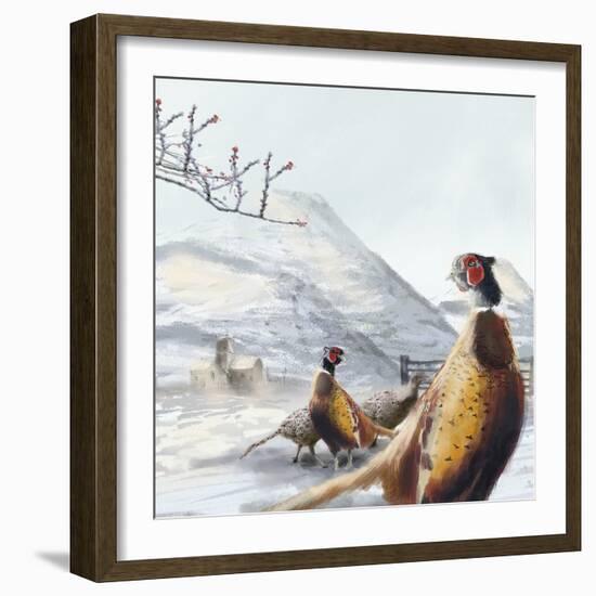 Ring Necked Pheasant-Clare Davis London-Framed Giclee Print