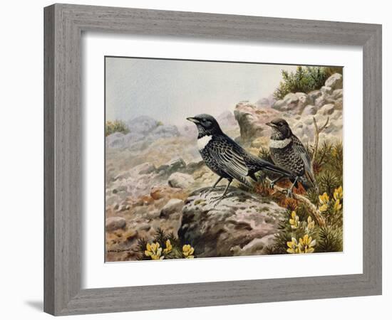 Ring Ousels-Carl Donner-Framed Giclee Print