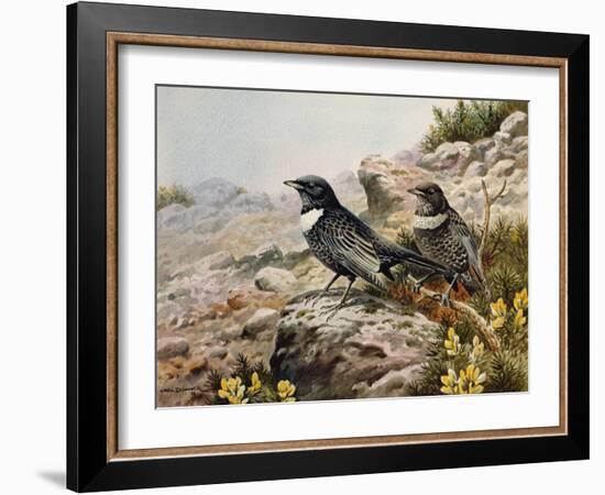 Ring Ousels-Carl Donner-Framed Giclee Print