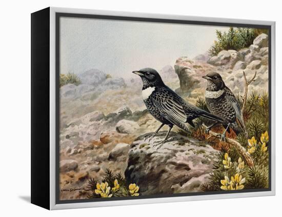 Ring Ousels-Carl Donner-Framed Premier Image Canvas