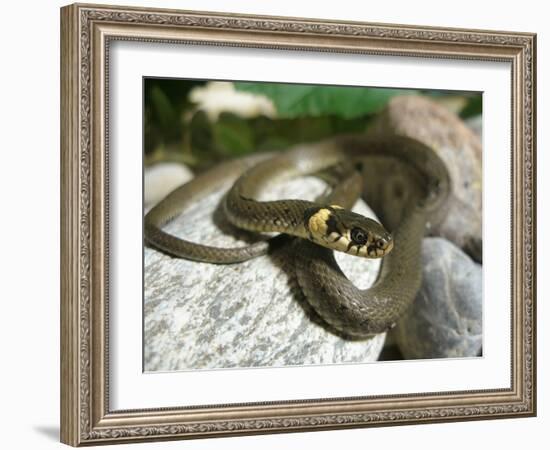 Ring Snake, Stones, Resting, Warming Up-Harald Kroiss-Framed Photographic Print