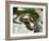 Ring Snake, Stones, Resting, Warming Up-Harald Kroiss-Framed Photographic Print