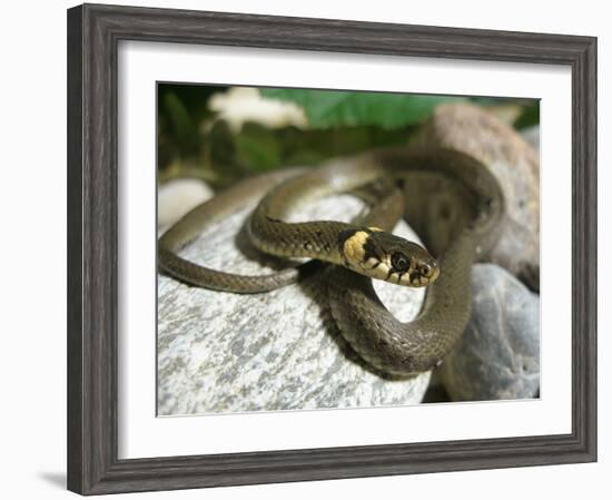 Ring Snake, Stones, Resting, Warming Up-Harald Kroiss-Framed Photographic Print