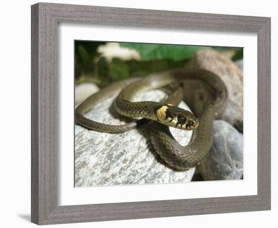 Ring Snake, Stones, Resting, Warming Up-Harald Kroiss-Framed Photographic Print