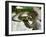 Ring Snake, Stones, Resting, Warming Up-Harald Kroiss-Framed Photographic Print