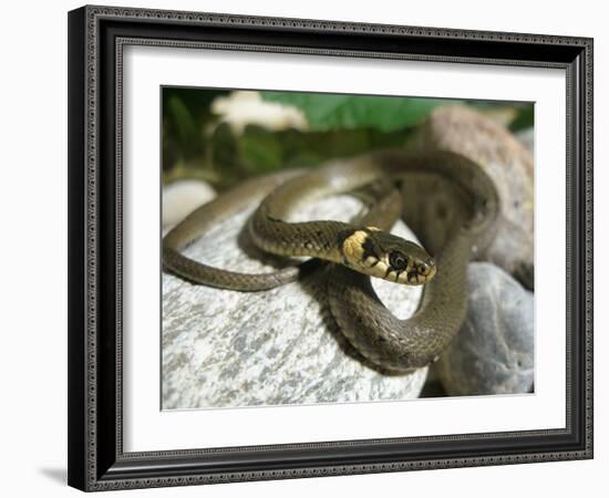 Ring Snake, Stones, Resting, Warming Up-Harald Kroiss-Framed Photographic Print