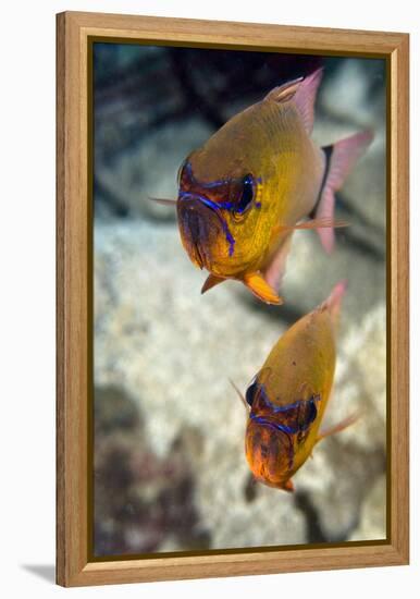 Ring-tailed Cardinal Fish-Matthew Oldfield-Framed Premier Image Canvas