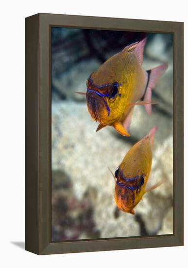 Ring-tailed Cardinal Fish-Matthew Oldfield-Framed Premier Image Canvas
