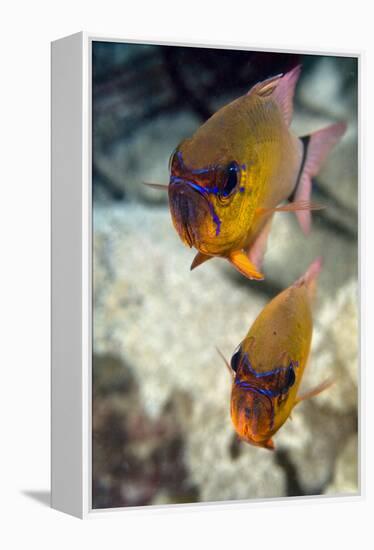 Ring-tailed Cardinal Fish-Matthew Oldfield-Framed Premier Image Canvas