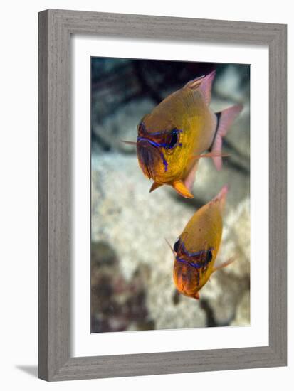 Ring-tailed Cardinal Fish-Matthew Oldfield-Framed Photographic Print