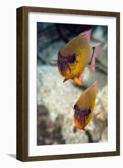 Ring-tailed Cardinal Fish-Matthew Oldfield-Framed Photographic Print