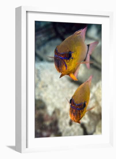 Ring-tailed Cardinal Fish-Matthew Oldfield-Framed Photographic Print