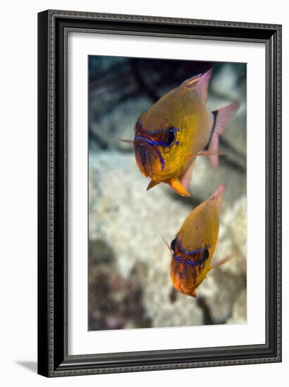 Ring-tailed Cardinal Fish-Matthew Oldfield-Framed Photographic Print