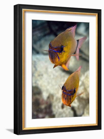 Ring-tailed Cardinal Fish-Matthew Oldfield-Framed Photographic Print