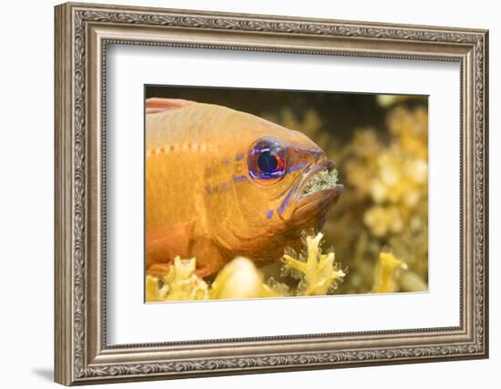 Ring-tailed cardinalfish male with eggs in mouth, Philippines-David Fleetham-Framed Photographic Print