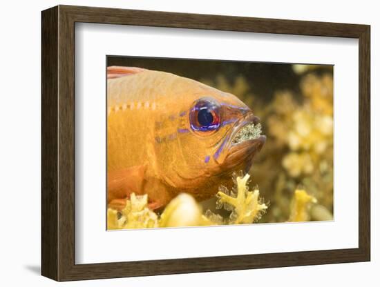 Ring-tailed cardinalfish male with eggs in mouth, Philippines-David Fleetham-Framed Photographic Print