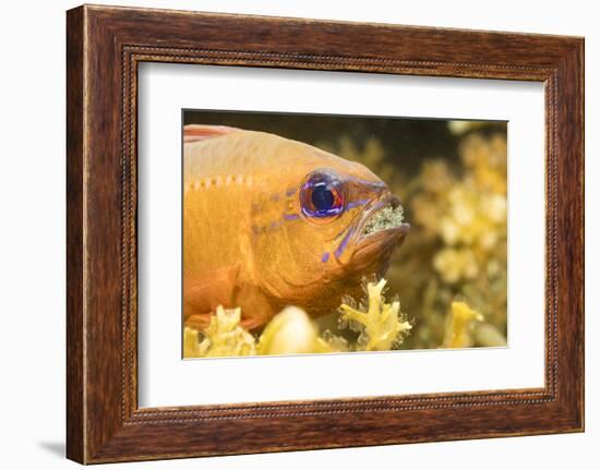 Ring-tailed cardinalfish male with eggs in mouth, Philippines-David Fleetham-Framed Photographic Print