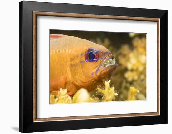 Ring-tailed cardinalfish male with eggs in mouth, Philippines-David Fleetham-Framed Photographic Print