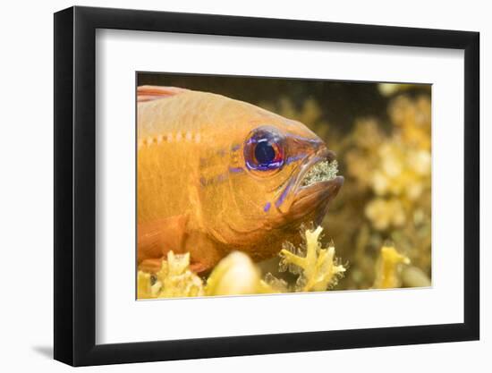 Ring-tailed cardinalfish male with eggs in mouth, Philippines-David Fleetham-Framed Photographic Print