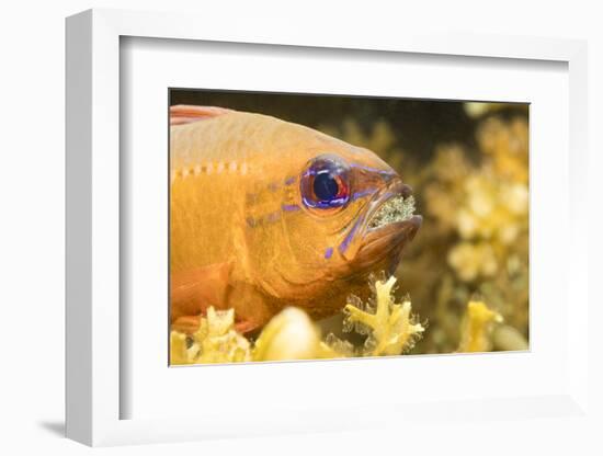 Ring-tailed cardinalfish male with eggs in mouth, Philippines-David Fleetham-Framed Photographic Print