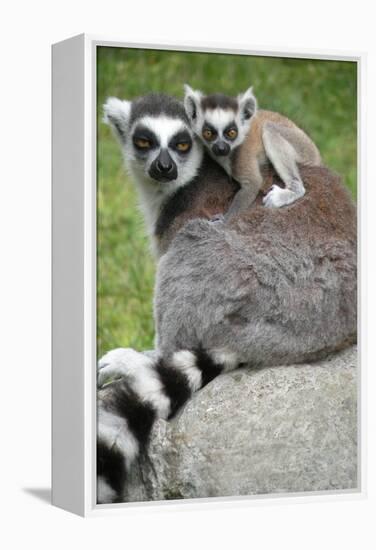 Ring Tailed Lemur and Baby-Lantern Press-Framed Stretched Canvas