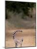 Ring-tailed Lemur, Berenty Reserve, Madagascar-Pete Oxford-Mounted Photographic Print