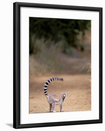 Ring-tailed Lemur, Berenty Reserve, Madagascar-Pete Oxford-Framed Photographic Print