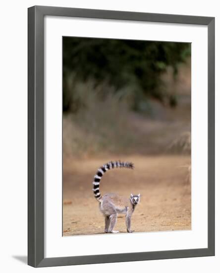 Ring-tailed Lemur, Berenty Reserve, Madagascar-Pete Oxford-Framed Photographic Print