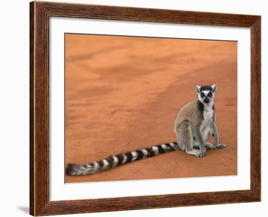 Ring-Tailed Lemur (Lemur Catta) Berenty Reserve, Madagascar-Pete Oxford-Framed Photographic Print