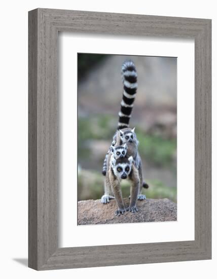 Ring-Tailed Lemur (Lemur Catta) Female Carrying Two Babies-Bernard Castelein-Framed Photographic Print