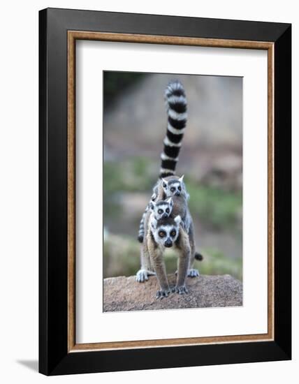 Ring-Tailed Lemur (Lemur Catta) Female Carrying Two Babies-Bernard Castelein-Framed Photographic Print