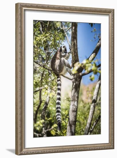 Ring-Tailed Lemur (Lemur Catta), Isalo National Park, Ihorombe Region, Southwest Madagascar, Africa-Matthew Williams-Ellis-Framed Photographic Print