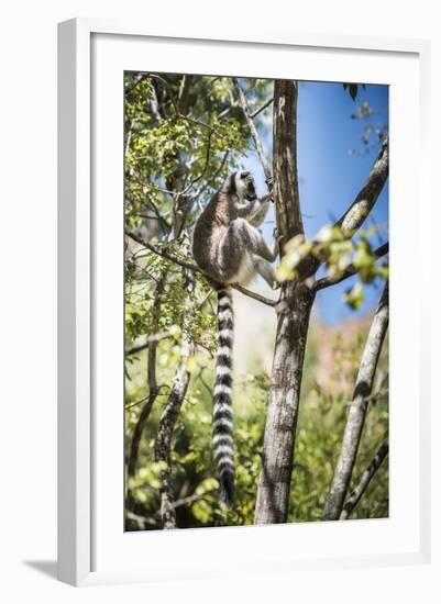 Ring-Tailed Lemur (Lemur Catta), Isalo National Park, Ihorombe Region, Southwest Madagascar, Africa-Matthew Williams-Ellis-Framed Photographic Print