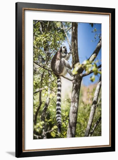 Ring-Tailed Lemur (Lemur Catta), Isalo National Park, Ihorombe Region, Southwest Madagascar, Africa-Matthew Williams-Ellis-Framed Photographic Print