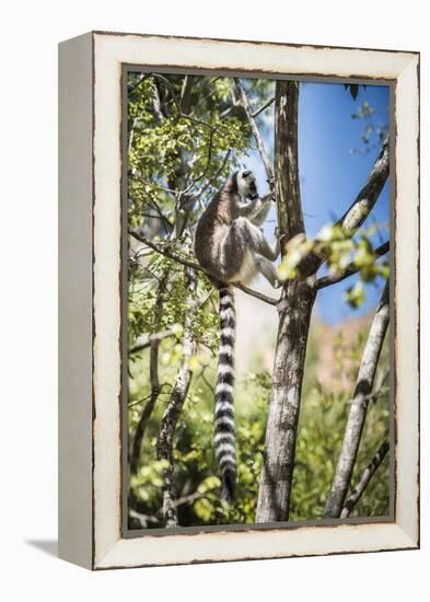 Ring-Tailed Lemur (Lemur Catta), Isalo National Park, Ihorombe Region, Southwest Madagascar, Africa-Matthew Williams-Ellis-Framed Premier Image Canvas