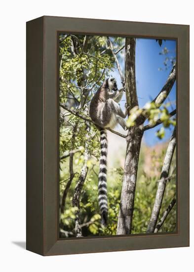 Ring-Tailed Lemur (Lemur Catta), Isalo National Park, Ihorombe Region, Southwest Madagascar, Africa-Matthew Williams-Ellis-Framed Premier Image Canvas