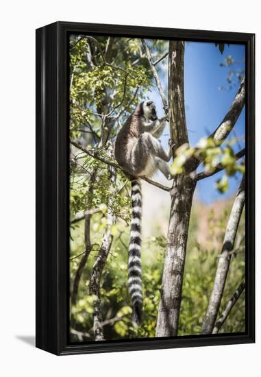Ring-Tailed Lemur (Lemur Catta), Isalo National Park, Ihorombe Region, Southwest Madagascar, Africa-Matthew Williams-Ellis-Framed Premier Image Canvas