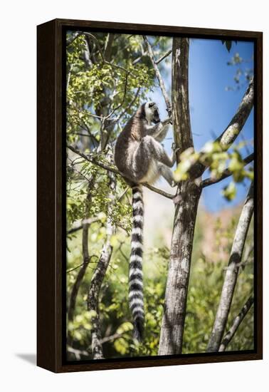 Ring-Tailed Lemur (Lemur Catta), Isalo National Park, Ihorombe Region, Southwest Madagascar, Africa-Matthew Williams-Ellis-Framed Premier Image Canvas